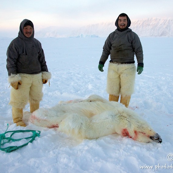 www.phototeam-nature.com-antognelli-groenland-greenland-nanoq-polar bear-ours polaire-hunting-chasse-traineau-chien-dog sleg-savissivik