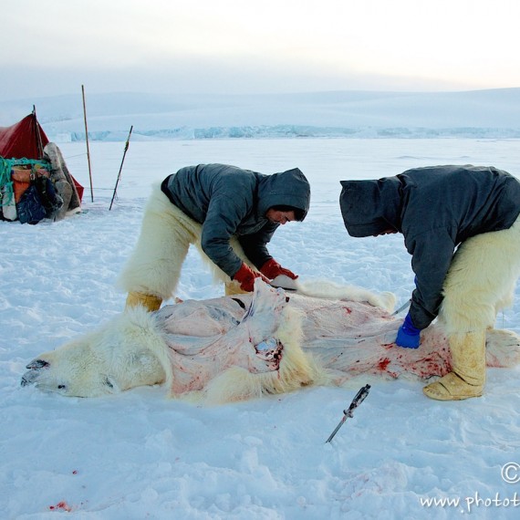 www.phototeam-nature.com-antognelli-groenland-greenland-nanoq-polar bear-ours polaire-hunting-chasse-traineau-chien-dog sleg-savissivik