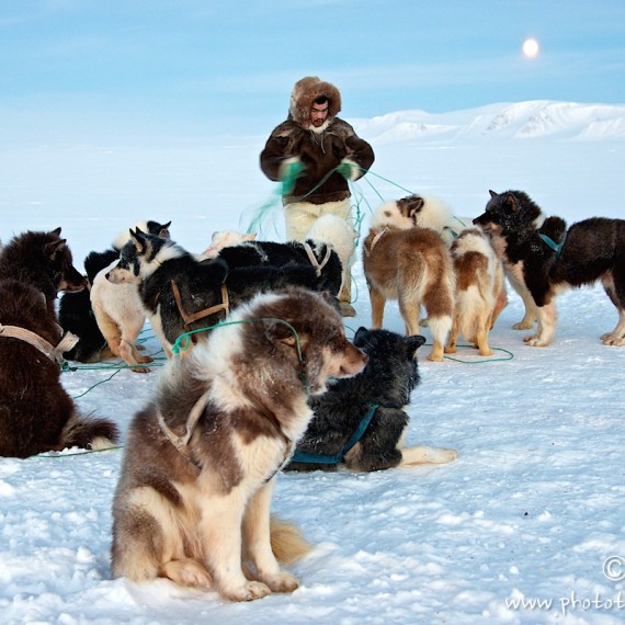 www.phototeam-nature.com-antognelli-groenland-greenland-nanoq-polar bear-ours polaire-hunting-chasse-traineau-chien-dog sleg-savissivik