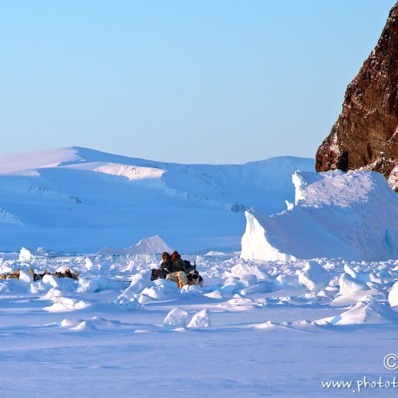 www.phototeam-nature.com-antognelli-groenland-greenland-nanoq-polar bear-ours polaire-hunting-chasse-traineau-chien-dog sleg-savissivik