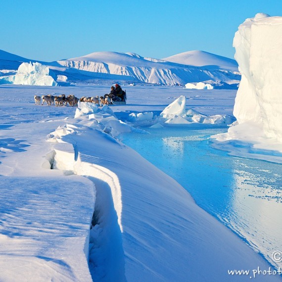 www.phototeam-nature.com-antognelli-groenland-greenland-nanoq-polar bear-ours polaire-hunting-chasse-traineau-chien-dog sleg-savissivik