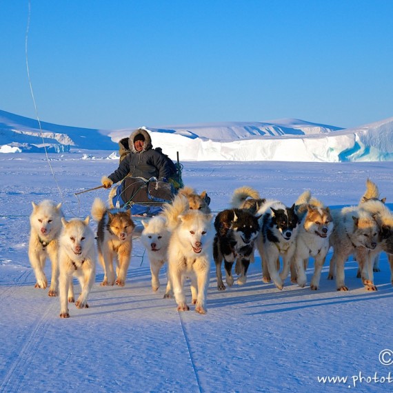 www.phototeam-nature.com-antognelli-groenland-greenland-nanoq-polar bear-ours polaire-hunting-chasse-traineau-chien-dog sleg-savissivik