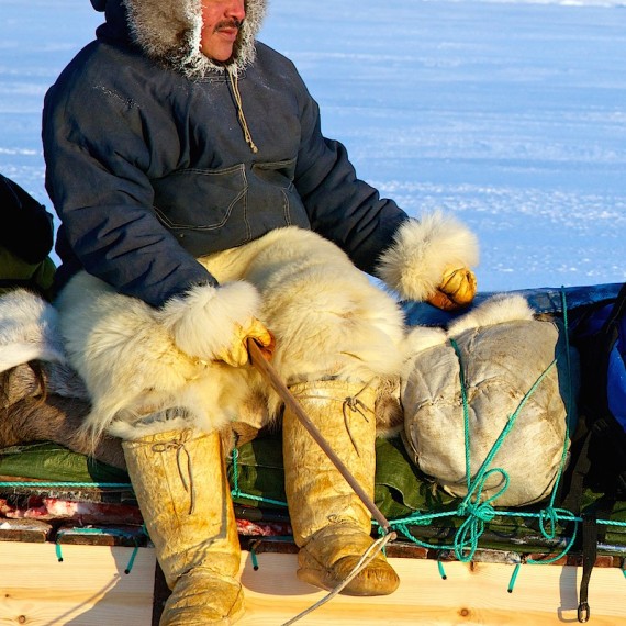 www.phototeam-nature.com-antognelli-groenland-greenland-nanoq-polar bear-ours polaire-hunting-chasse-traineau-chien-dog sleg-savissivik