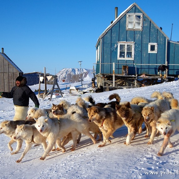 www.phototeam-nature.com-antognelli-groenland-greenland-nanoq-polar bear-ours polaire-hunting-chasse-traineau-chien-dog sleg-savissivik