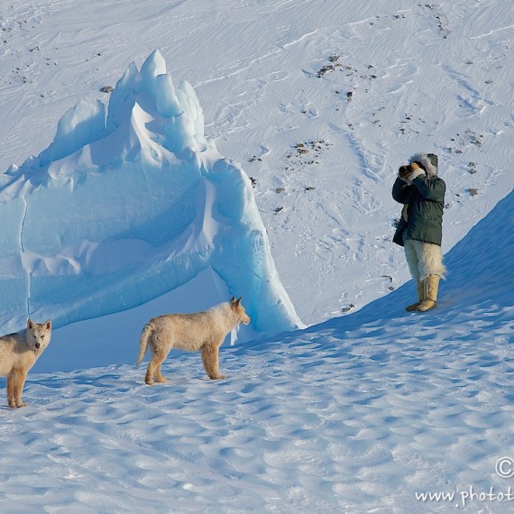 www.phototeam-nature.com-antognelli-groenland-greenland-nanoq-polar bear-ours polaire-hunting-chasse-traineau-chien-dog sleg-savissivik