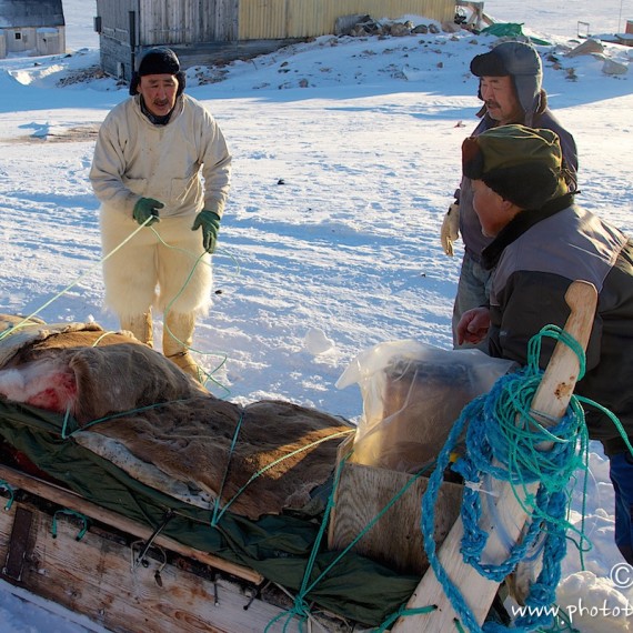 www.phototeam-nature.com-antognelli-groenland-greenland-nanoq-polar bear-ours polaire-hunting-chasse-traineau-chien-dog sleg-savissivik