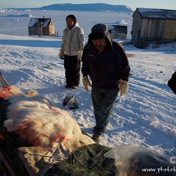 www.phototeam-nature.com-antognelli-groenland-greenland-nanoq-polar bear-ours polaire-hunting-chasse-traineau-chien-dog sleg-savissivik