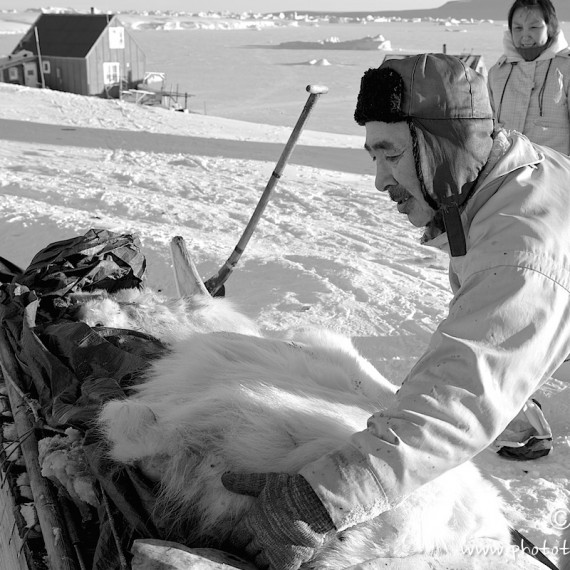 www.phototeam-nature.com-antognelli-groenland-greenland-nanoq-polar bear-ours polaire-hunting-chasse-traineau-chien-dog sleg-savissivik