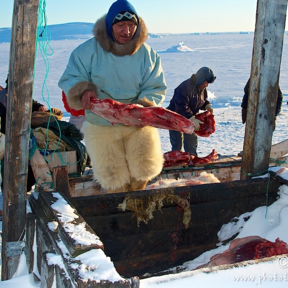 www.phototeam-nature.com-antognelli-groenland-greenland-nanoq-polar bear-ours polaire-hunting-chasse-traineau-chien-dog sleg-savissivik