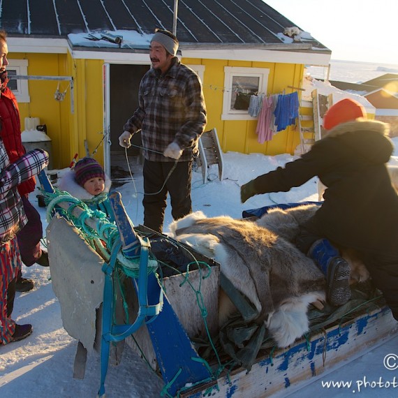 www.phototeam-nature.com-antognelli-groenland-greenland-nanoq-polar bear-ours polaire-hunting-chasse-traineau-chien-dog sleg-savissivik