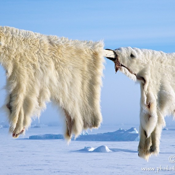 www.phototeam-nature.com-antognelli-groenland-greenland-nanoq-polar bear-ours polaire-hunting-chasse--savissivik