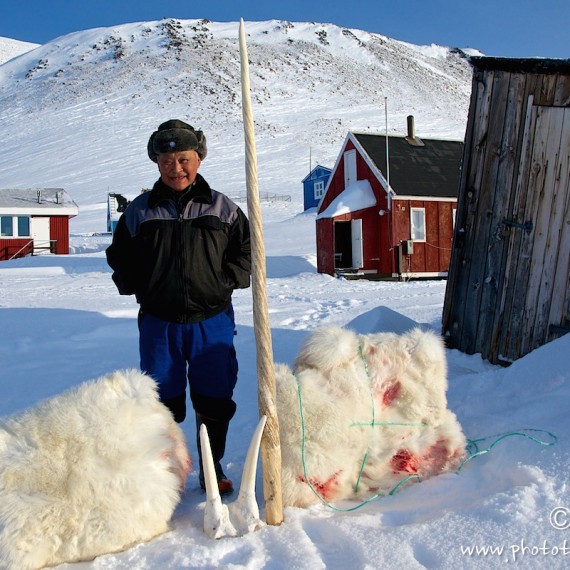 www.phototeam-nature.com-antognelli-groenland-greenland-nanoq-polar bear-ours polaire-hunting-chasse-traineau-chien-dog sleg-savissivik