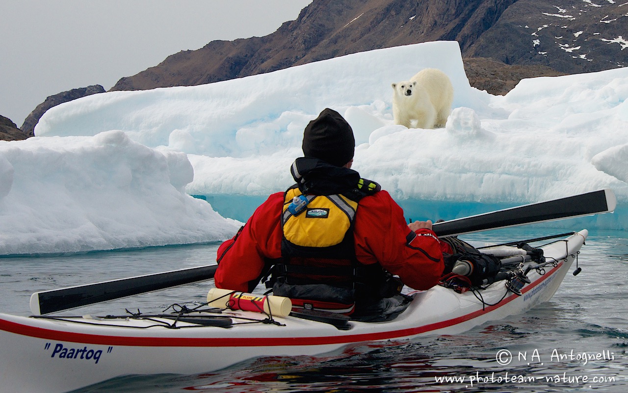 www.phototeam-nature.com-antognelli-greenland-kayak-expedition-sea kayaking uk-kokatat-ours polaire-polar bear