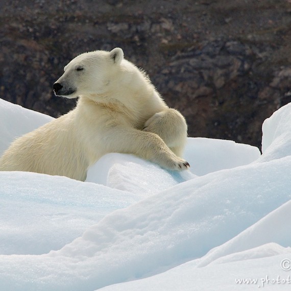 www.phototeam-nature.com-antognelli-greenland-kayak-expedition-ours polaire-polar bear