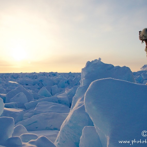 www.phototeam-nature.com-antognelli-groenland-greenland-nanoq-polar bear-ours polaire-hunting-chasse-traineau-chien-dog sleg