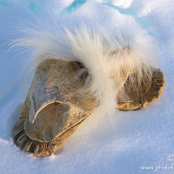 www.phototeam-nature.com-antognelli-groenland-greenland-nanoq-polar bear-ours polaire-hunting-chasse-traineau-chien-dog sleg-cap york-moufles-banquise