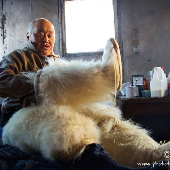 www.phototeam-nature.com-antognelli-groenland-greenland-nanoq-polar bear-ours polaire-hunting-chasse-traineau-chien-dog sleg