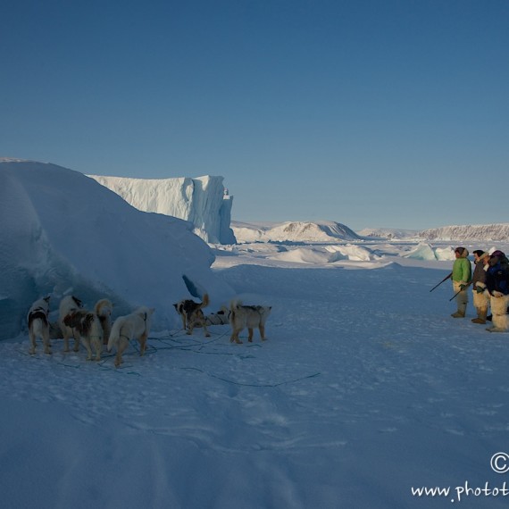 www.phototeam-nature.com-antognelli-groenland-greenland-nanoq-polar bear-ours polaire-hunting-chasse-traineau-chien-dog sleg