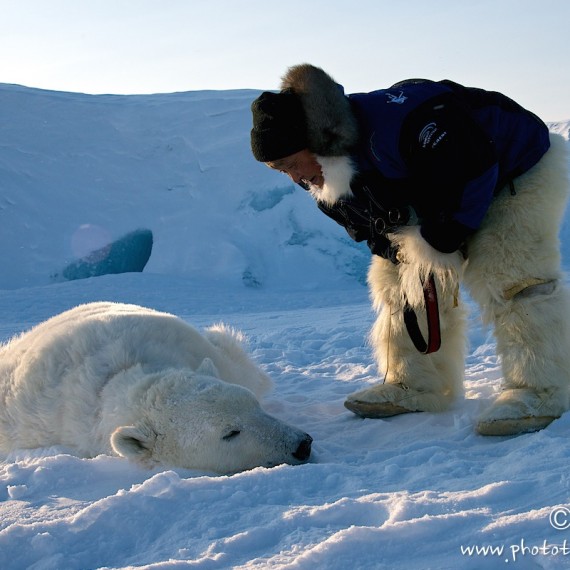 www.phototeam-nature.com-antognelli-groenland-greenland-nanoq-polar bear-ours polaire-hunting-chasse-traineau-chien-dog sleg