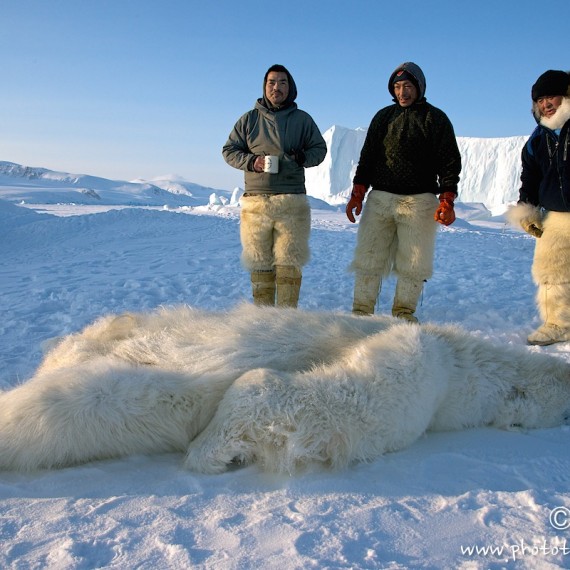 www.phototeam-nature.com-antognelli-groenland-greenland-nanoq-polar bear-ours polaire-hunting-chasse-traineau-chien-dog sleg