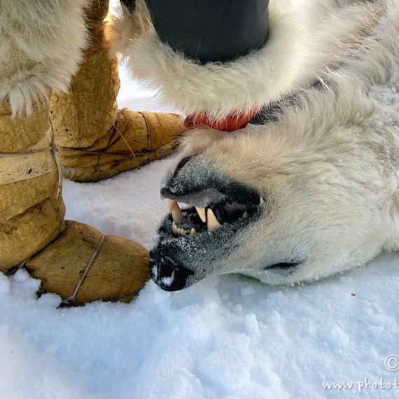 www.phototeam-nature.com-antognelli-groenland-greenland-nanoq-polar bear-ours polaire-hunting-chasse-traineau-chien-dog sleg