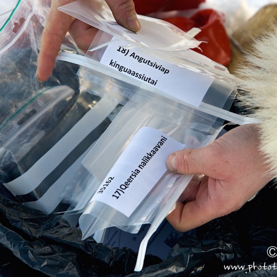 www.phototeam-nature.com-antognelli-groenland-greenland-nanoq-polar bear-ours polaire-hunting-chasse-traineau-chien-dog sleg