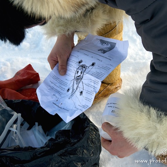 www.phototeam-nature.com-antognelli-groenland-greenland-nanoq-polar bear-ours polaire-hunting-chasse-traineau-chien-dog sleg