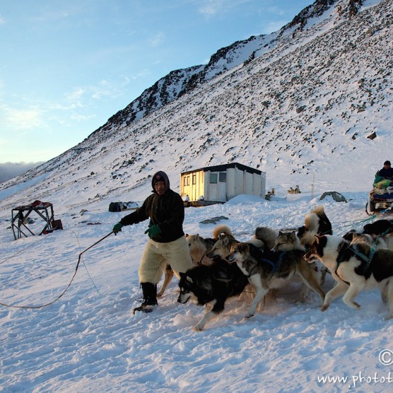 www.phototeam-nature.com-antognelli-groenland-greenland-nanoq-polar bear-ours polaire-hunting-chasse-traineau-chien-dog sleg