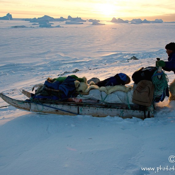 www.phototeam-nature.com-antognelli-groenland-greenland-nanoq-polar bear-ours polaire-hunting-chasse-traineau-chien-dog sleg