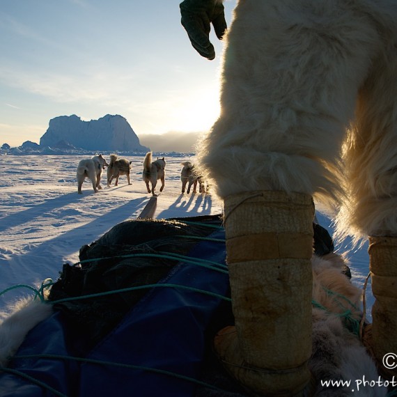 www.phototeam-nature.com-antognelli-groenland-greenland-nanoq-polar bear-ours polaire-hunting-chasse-traineau-chien-dog sleg