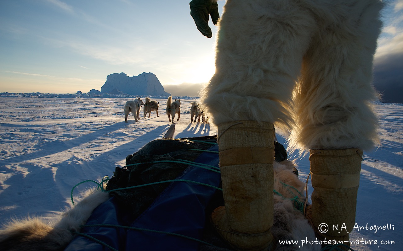 www.phototeam-nature.com-antognelli-groenland-greenland-nanoq-polar bear-ours polaire-hunting-chasse-traineau-chien-dog sleg