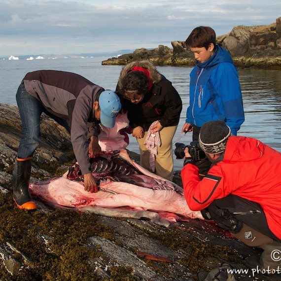 www.phototeam-nature.com-antognelli-groenland-greenland-expedition-kayak-phoque