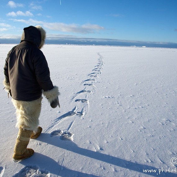 www.phototeam-nature.com-antognelli-groenland-greenland-nanoq-polar bear-ours polaire-hunting-chasse-traineau-trace