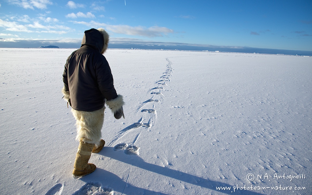 www.phototeam-nature.com-antognelli-greenland-savissivik-hunter-ours polaire-polar bear-trace-track