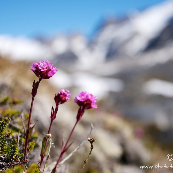 www.phototeam-nature.com-antognelli-greenland-kayak-expedition-flower