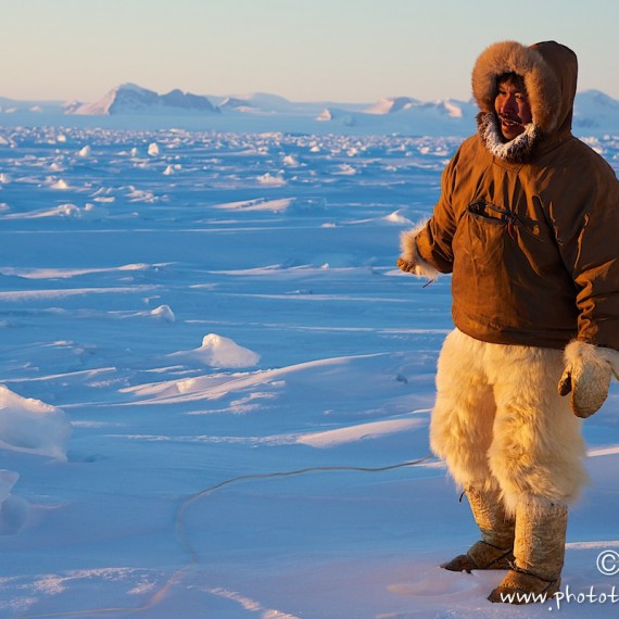 www.phototeam-nature.com-antognelli-groenland-greenland-nanoq-polar bear-ours polaire-hunting-chasse-traineau-chien-dog sleg