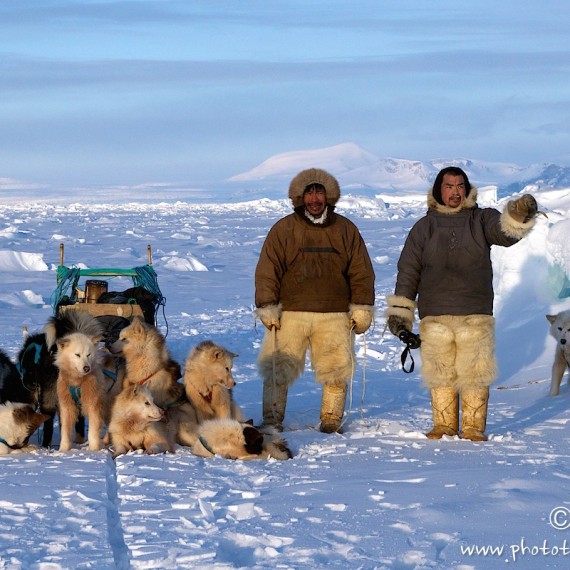 www.phototeam-nature.com-antognelli-groenland-greenland-nanoq-polar bear-ours polaire-hunting-chasse-traineau-chien-dog sleg