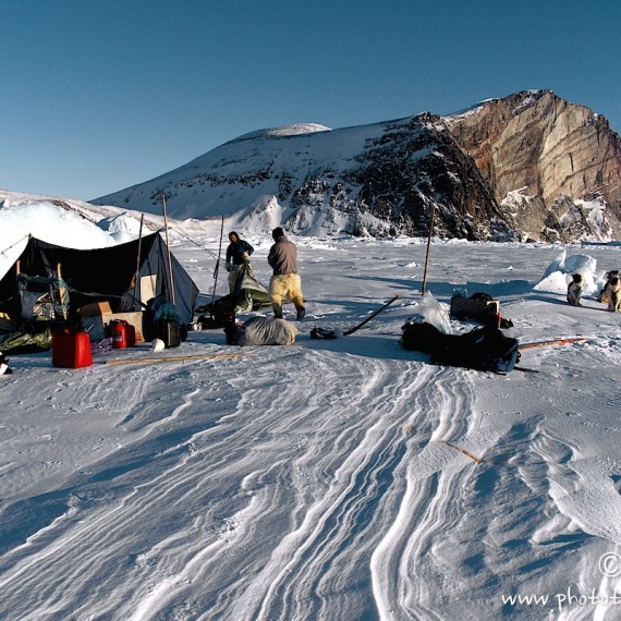 www.phototeam-nature.com-antognelli-groenland-greenland-nanoq-polar bear-ours polaire-hunting-chasse-camp-tente