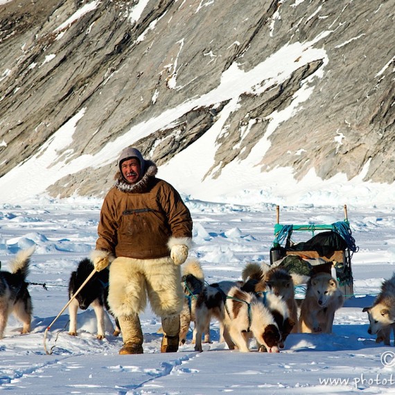 www.phototeam-nature.com-antognelli-groenland-greenland-nanoq-polar bear-ours polaire-hunting-chasse