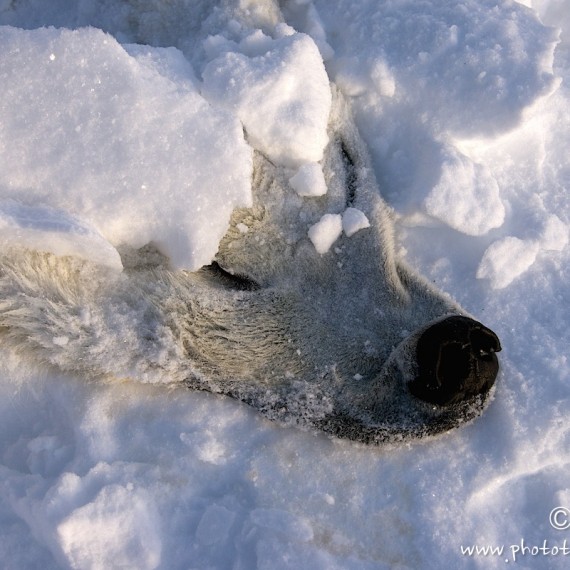 www.phototeam-nature.com-antognelli-groenland-greenland-nanoq-polar bear-ours polaire-savissivik