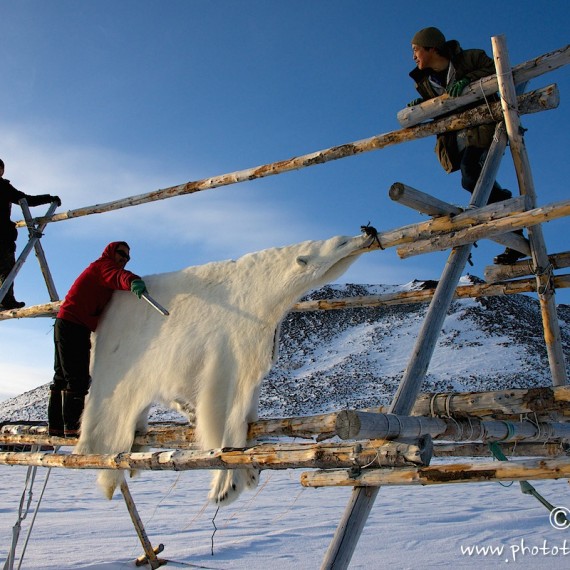 www.phototeam-nature.com-antognelli-groenland-greenland-nanoq-polar bear-ours polaire-savissivik