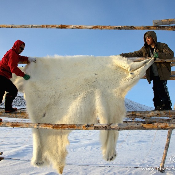 www.phototeam-nature.com-antognelli-groenland-greenland-nanoq-polar bear-ours polaire-savissivik