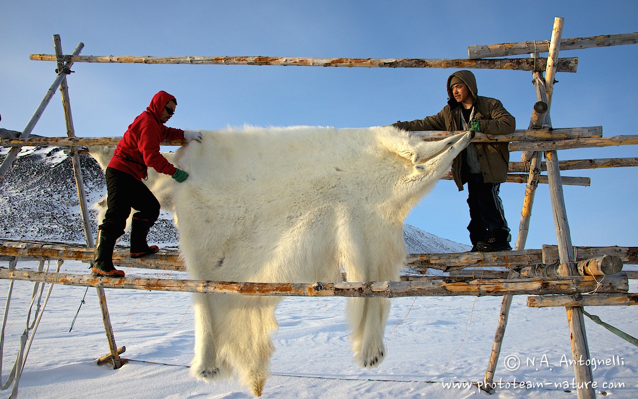 www.phototeam-nature.com-antognelli-groenland-greenland-nanoq-polar bear-ours polaire-savissivik