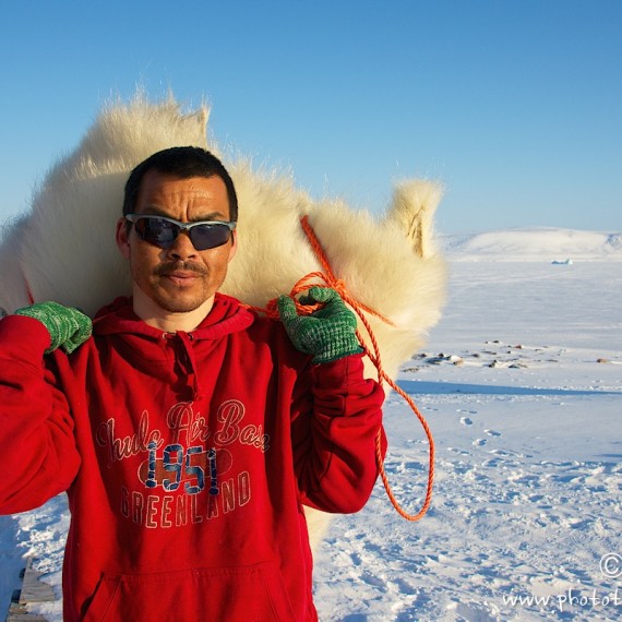 www.phototeam-nature.com-antognelli-groenland-greenland-nanoq-polar bear-ours polaire-savissivik