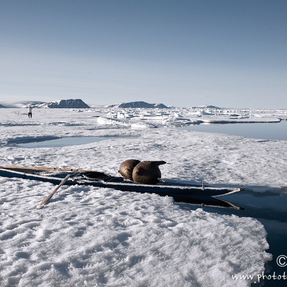 www.phototeam-nature.com-antognelli-groenaland-greenland-narwhal-narval-chasse-hunting-kayak