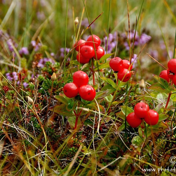 www.phototeam-nature.com-antognelli-norvege-helgeland-kayak-expedition-