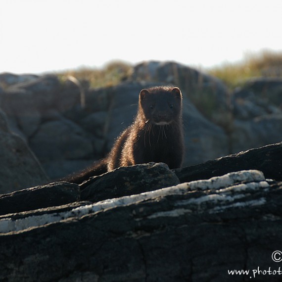 www.phototeam-nature.com-antognelli-norvege-helgeland-kayak-expedition