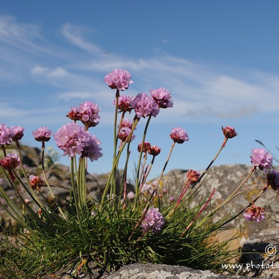 www.phototeam-nature.com-antognelli-norvege-lofoten-kayak-expedition-