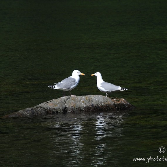 www.phototeam-nature.com-antognelli-norvege-lofoten-kayak-expedition-