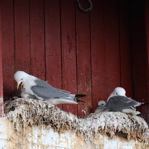 www.phototeam-nature.com-antognelli-norvege-vesterallen-kayak-expedition-